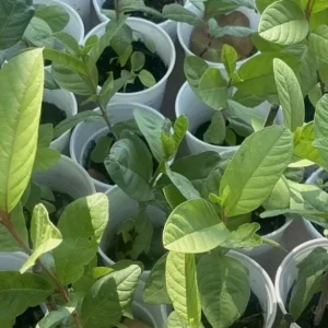 Pink Guava Live Plant - 4-8in Tall Psidium Guajava Tropical Fruit Tree for Home Garden - Image 5