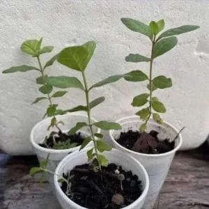 Pink Guava Live Plant - 4-8in Tall Psidium Guajava Tropical Fruit Tree for Home Garden - Image 6