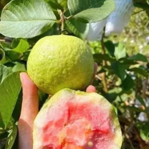 Pink Guava Live Plant - Psidium guajava - 9-12" Tall Sweet Tropical Fruit Tree - Image 2