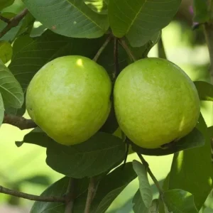 Pink Guava Live Plant - Psidium guajava - 9-12