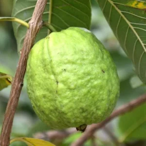 Pink Guava Live Plant - Psidium guajava - 9-12