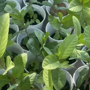 Pink Guava Live Plant - Psidium guajava - 9-12