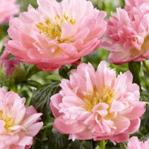 Pink Hawaiian Coral Peony Bareroot – Perennial Plant, Fragrant, 2-3 Eye - Image 1