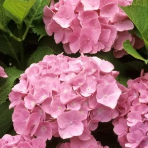 Pink Hydrangea Live Plant - 1 Quart Pot, 6-12" Tall Dwarf Shrub for Outdoor Garden - Image 2