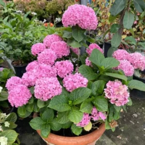 Pink Hydrangea Live Plant - 1 Quart Pot, 6-12