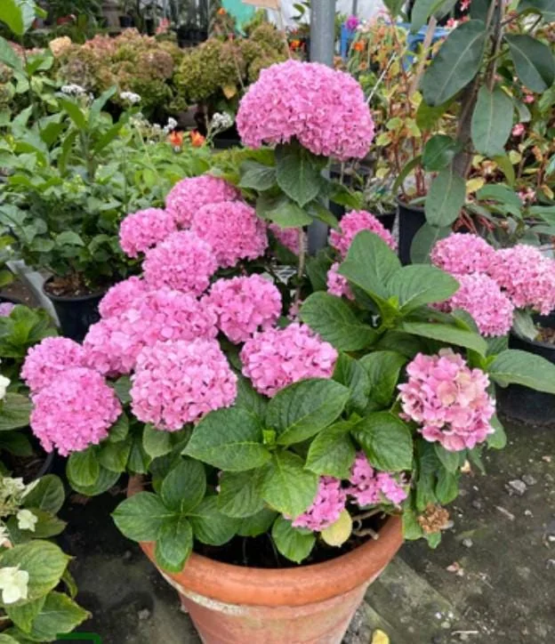 Pink Hydrangea Live Plant - 1 Quart Pot, 6-12" Tall Dwarf Shrub for Outdoor Garden - Image 3