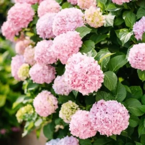 Pink Hydrangea Live Plant - 1 Quart Pot, 6-12" Tall Dwarf Shrub for Outdoor Garden - Image 1