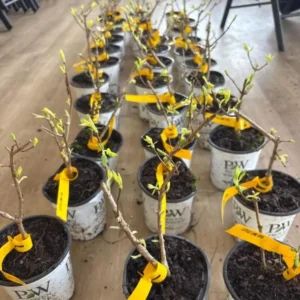 Pink Hydrangea Live Plant - 1 Quart Pot, 6-12