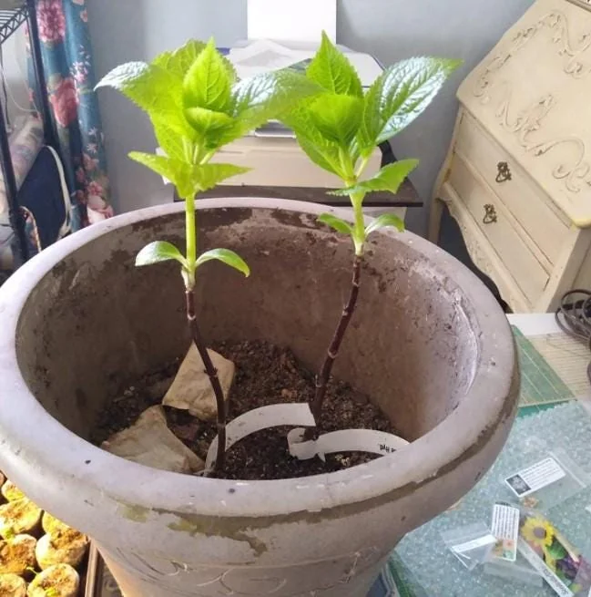 Pink Hydrangea Live Plant - 1 Quart Pot, 6-12" Tall Dwarf Shrub for Outdoor Garden - Image 6