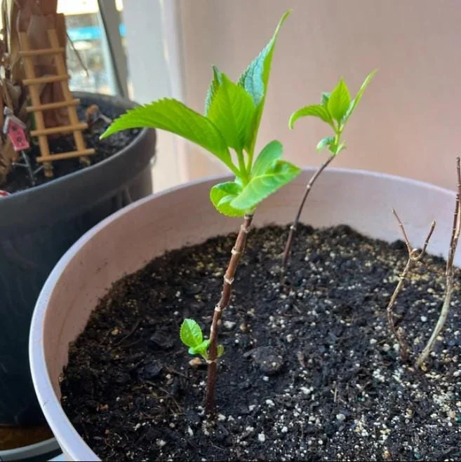 Pink Hydrangea Live Plant - 1 Quart Pot, 6-12" Tall Dwarf Shrub for Outdoor Garden - Image 7