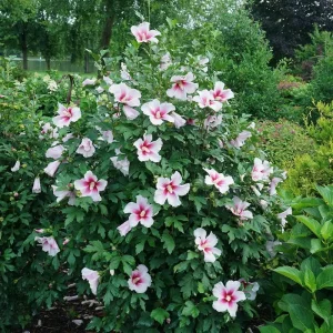 Pink Ink Rose of Sharon Hibiscus Live Plant – 4 inch Pot – Outdoor Shrub - Image 2