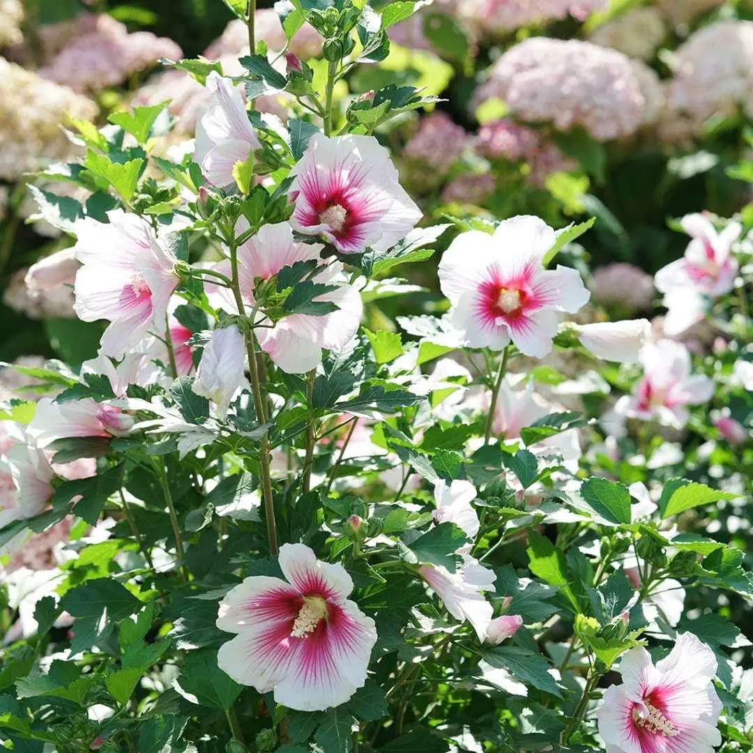 Pink Ink Rose of Sharon Hibiscus Live Plant – 4 inch Pot – Outdoor Shrub - Image 5