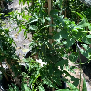 Pink Jasmine Live Plant (Jasminum Polyanthum) - 1 ft Tall in 1 Gallon Pot - Outdoor Vine - Image 2