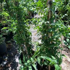 Pink Jasmine Live Plant (Jasminum Polyanthum) - 1 ft Tall in 1 Gallon Pot - Outdoor Vine - Image 3