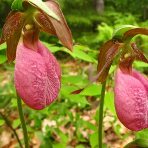 Pink Lady's Slipper Orchid Live Plant - Cypripedium Acaule - 3 Blooms - Image 1