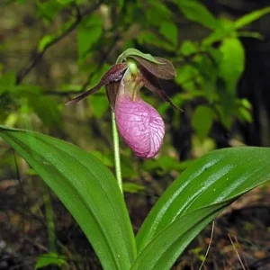 Pink Lady's Slipper Orchid Plant - Cypripedium Acaule Bare Root #1 Blooming Size - Image 4