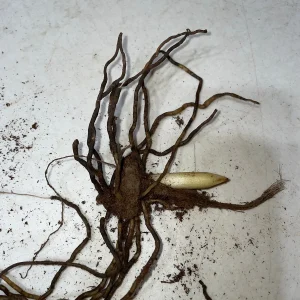 Pink Lady's Slipper Orchid Plant - Cypripedium Acaule Bare Root #1 Blooming Size - Image 5