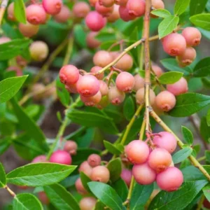 Pink Lemonade Blueberry Live Plant – 4-8" Tall Starter – Sweet Pink Berry Bush - Image 1