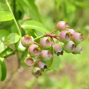 Pink Lemonade Blueberry Live Plant – 4-8