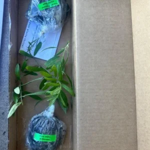 Pink Lemonade Blueberry Live Plant – 4-8