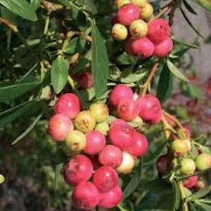 Pink Lemonade Blueberry Live Plant - Edible Fruit, Rabbiteye Shrub - Image 6