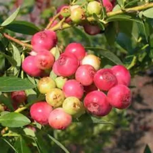 Pink Lemonade Blueberry Live Plant - Rabbiteye Vaccinium Shrub - Edible Fruit Bush - Image 8