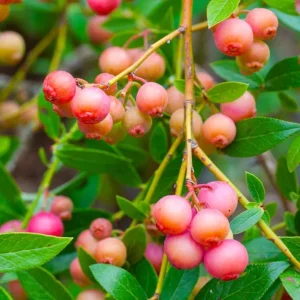 Pink Lemonade Blueberry Plant Live - Highbush Berry 4-6" Tall - Vaccinium Corymbosum - Image 1