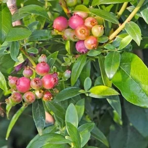 Pink Lemonade Blueberry Plant Live - Highbush Berry 4-6" Tall - Vaccinium Corymbosum - Image 2