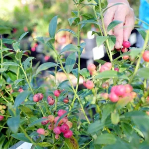 Pink Lemonade Blueberry Plant Live - Highbush Berry 4-6
