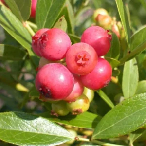 Pink Lemonade Blueberry Plant Live - Highbush Berry 4-6
