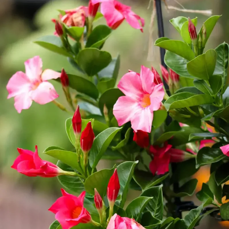 Pink Mandevilla Live Plant - 1 Gallon Pot - Vibrant Tropical Vine - Image 1
