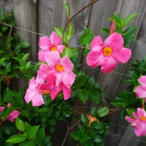 Pink Mandevilla Starter Plants - Set of 2 Tropical Vines, 4-6" Tall, Live Plant - Image 2