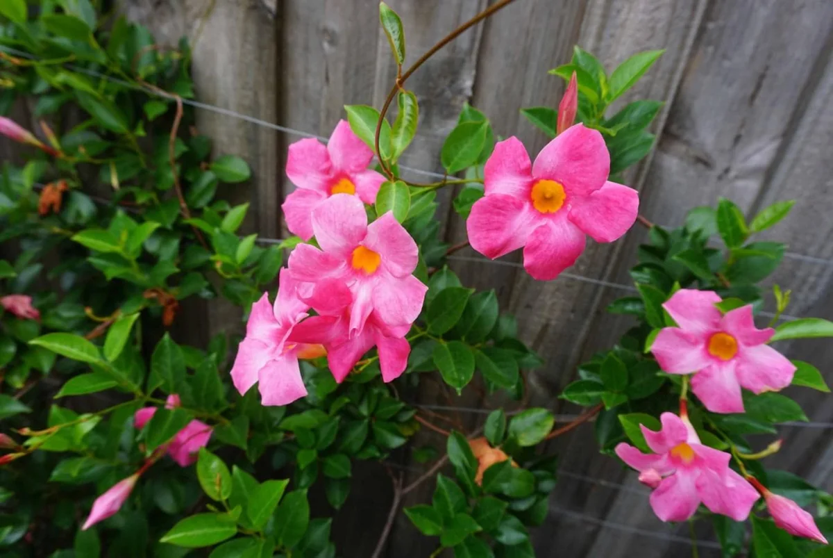 Pink Mandevilla Starter Plants - Set of 2 Tropical Vines, 4-6" Tall, Live Plant - Image 2