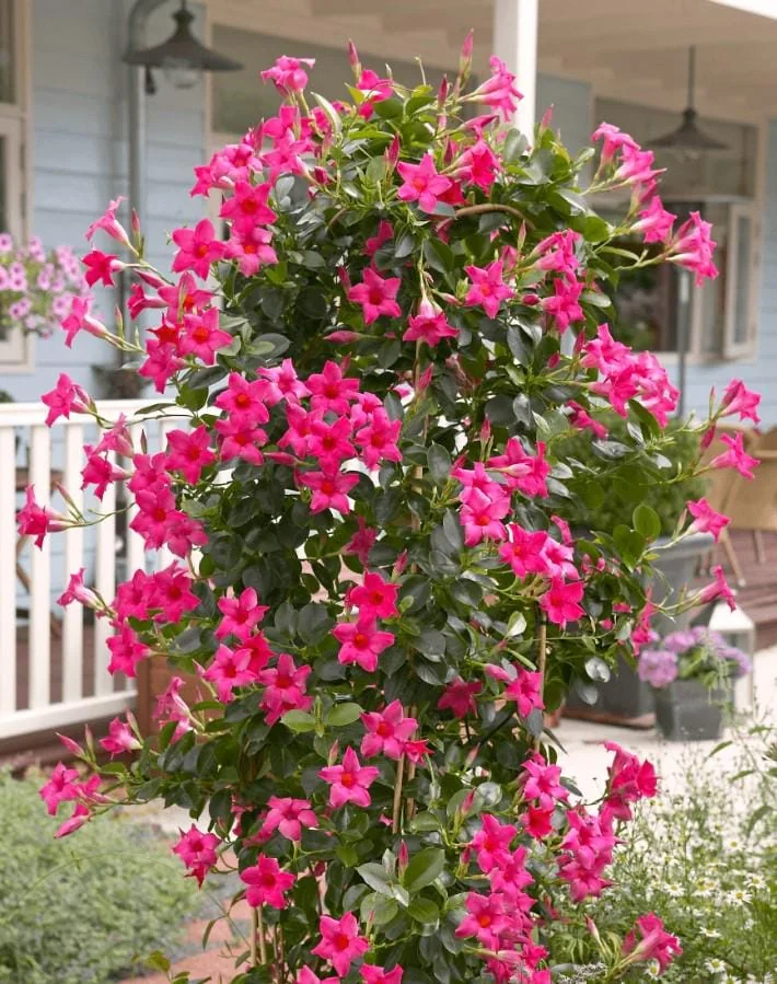 Pink Mandevilla Starter Plants - Set of 2 Tropical Vines, 4-6" Tall, Live Plant - Image 3
