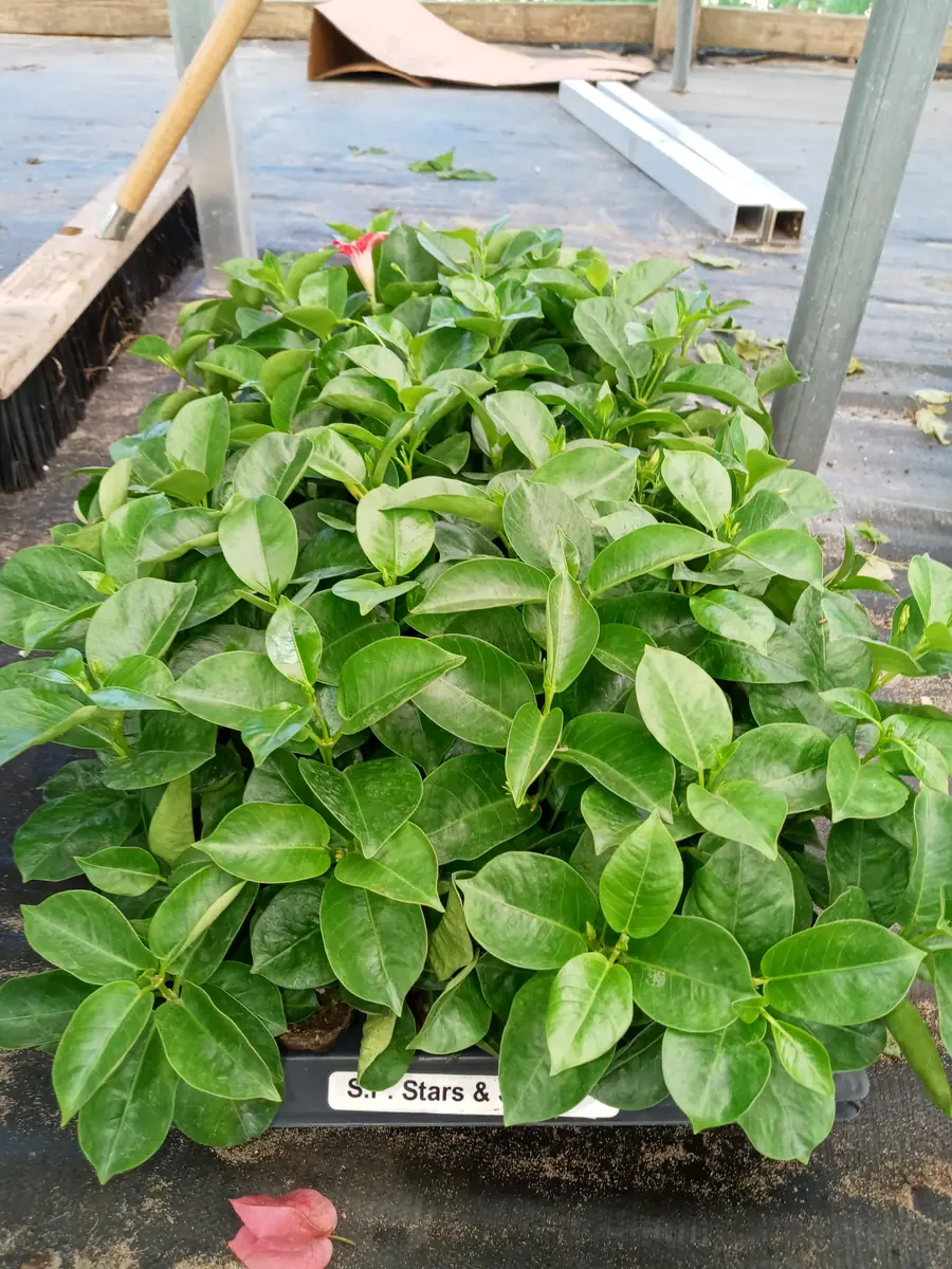 Pink Mandevilla Starter Plants - Set of 2 Tropical Vines, 4-6" Tall, Live Plant - Image 5