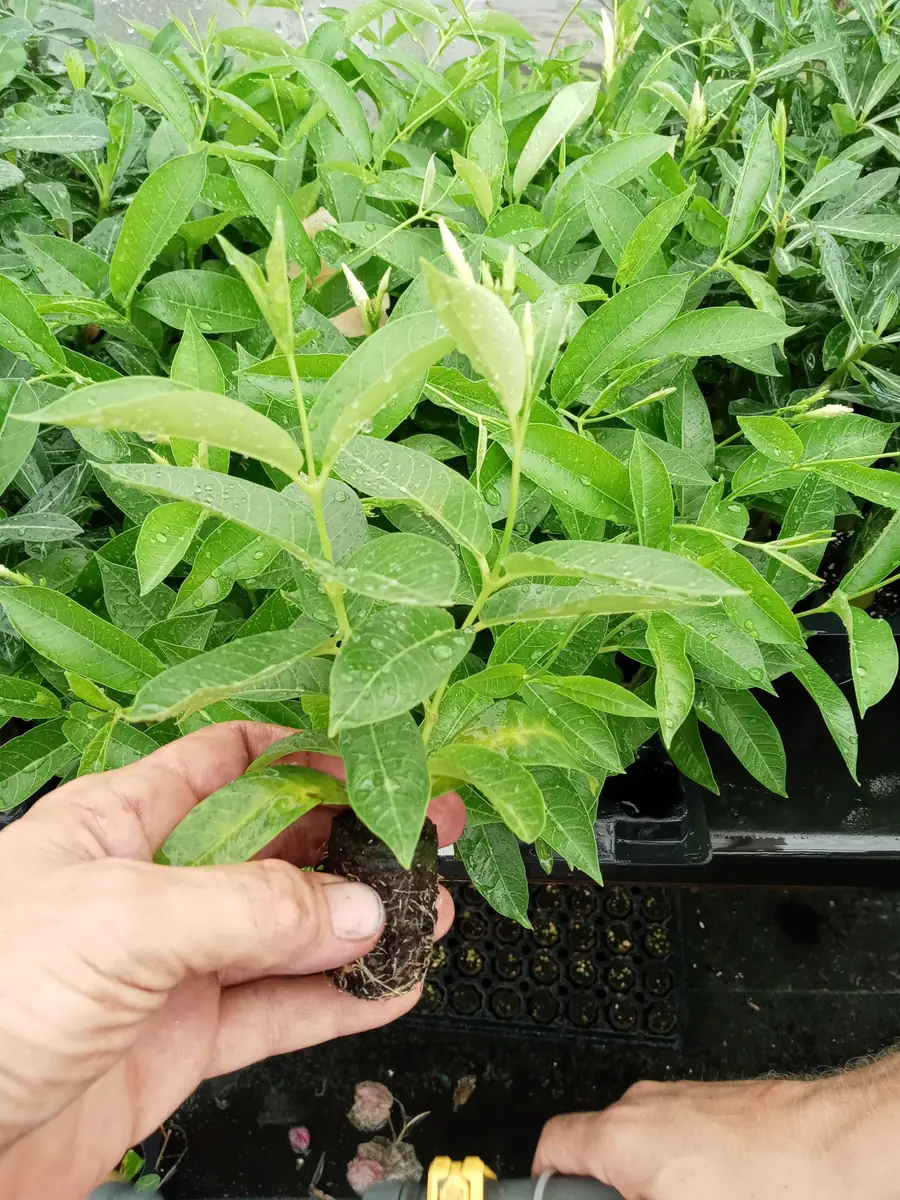 Pink Mandevilla Starter Plants - Set of 2 Tropical Vines, 4-6" Tall, Live Plant - Image 6