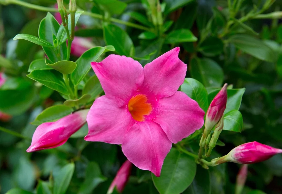 Pink Mandevilla Starter Plants - Set of 2 Tropical Vines, 4-6" Tall, Live Plant - Image 1