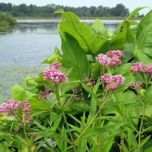 Pink Milkweed Live Plant - Set of 2, 4-6