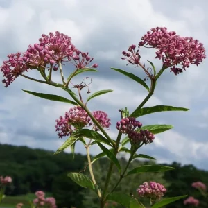 Pink Milkweed Live Plant - Set of 2, 4-6