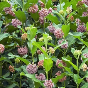 Pink Milkweed Live Plant - Set of 2, 4-6