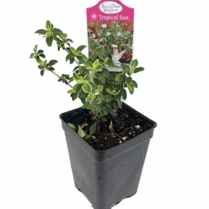 Pink Mountain Serissa Live Plant – 2.5" Pot – Indoor Bonsai & Fairy Garden - Image 2