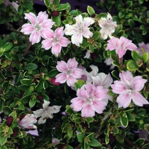 Pink Mountain Serissa Live Plant – 2.5" Pot – Indoor Bonsai & Fairy Garden - Image 1