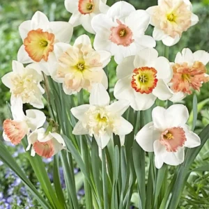 Pink Narcissus Bulbs Mixture - Fragrant Spring Flowering Daffodils, USDA Zones 2-10 - Image 2
