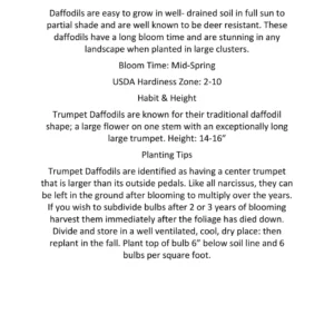 Pink Narcissus Bulbs Mixture - Fragrant Spring Flowering Daffodils, USDA Zones 2-10 - Image 3