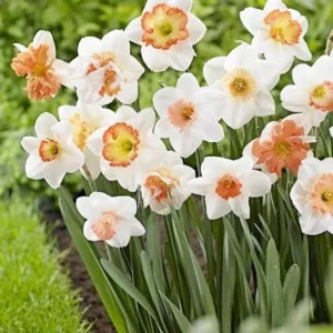Pink Narcissus Bulbs Mixture - Fragrant Spring Flowering Daffodils, USDA Zones 2-10 - Image 1