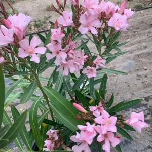 Pink Oleander Live Plant – Petite Variety – 1 Gallon Pot – Outdoor Shrub - Image 2