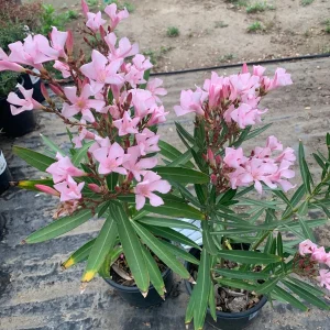 Pink Oleander Live Plant – Petite Variety – 1 Gallon Pot – Outdoor Shrub - Image 3