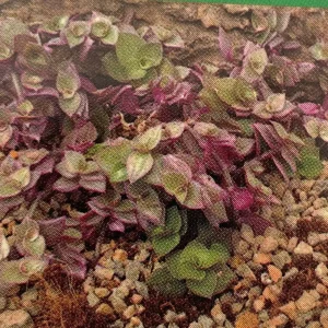 Pink Panther Callisia Repens Live Plant – 2.5 inch Pot – Indoor Trailing Houseplant - Image 3