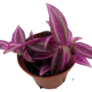 Pink Paradise Tradescantia Live Plant – 2.5 inch Pot – Indoor Houseplant - Image 2