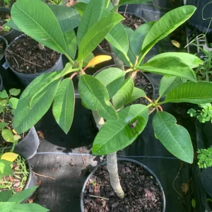 Pink Plumeria Live Plant - Fragrant Tropical Flower - Various Sizes Available - Indoor/Outdoor - Image 3